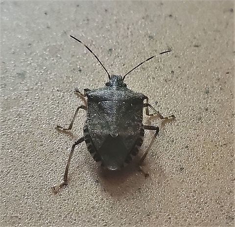 Brown Marmorated Stink Bug This is a picture of a Brown Marmorated Stink Bug at the Hilton Area of Patapsco Valley State Park in Catonsville, Maryland. Brown marmorated stink bug,Fall,Geotagged,Halyomorpha halys,United States