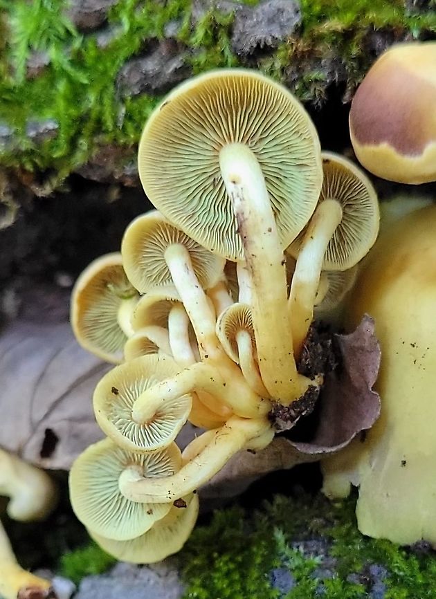 Hypholoma fasciculare This is a picture of Hypholoma fasciculare at the Morgan Run Natural Area in Carroll County, Maryland. Fall,Geotagged,Hypholoma fasciculare,Sulphur tuft,United States