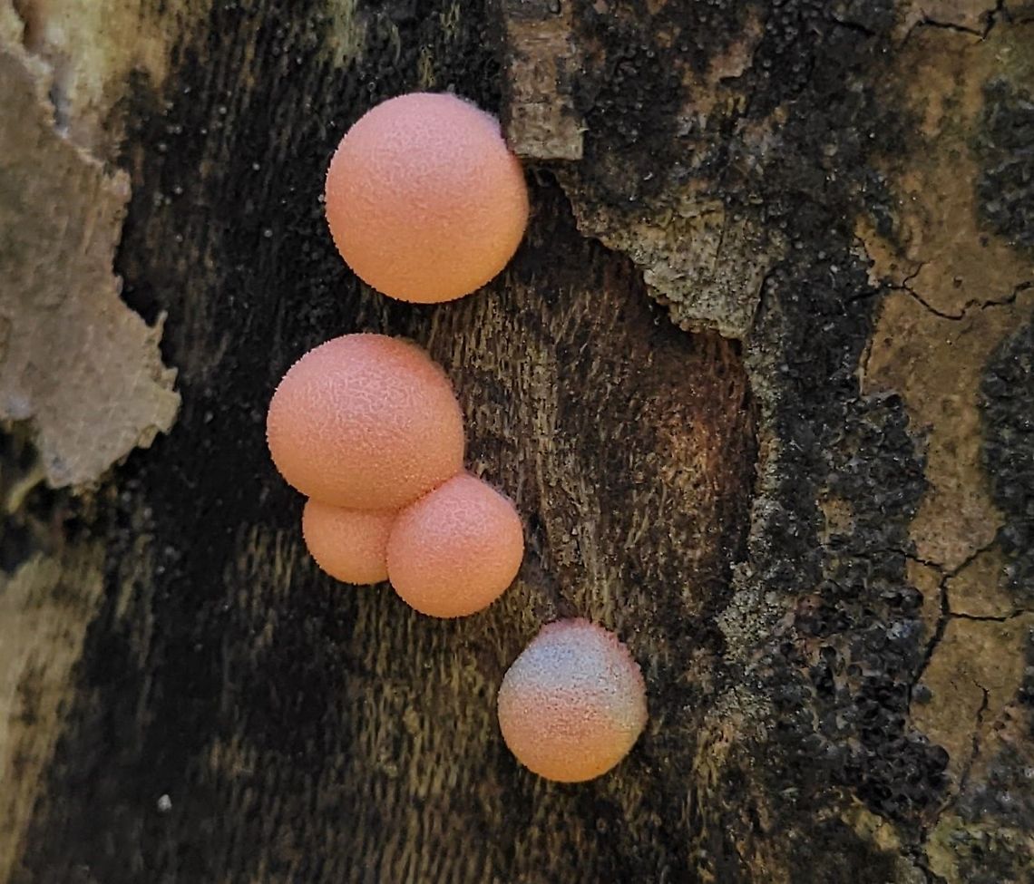 Lycogala epidendrum This is a picture of Lycogala epidendrum at Patapsco Valley State Park in Catonsville, Maryland. Fall,Geotagged,Lycogala epidendrum,United States,Wolf's milk