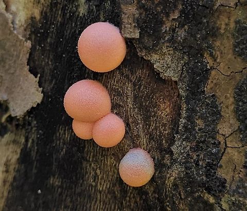 Lycogala epidendrum This is a picture of Lycogala epidendrum at Patapsco Valley State Park in Catonsville, Maryland. Fall,Geotagged,Lycogala epidendrum,United States,Wolf's milk