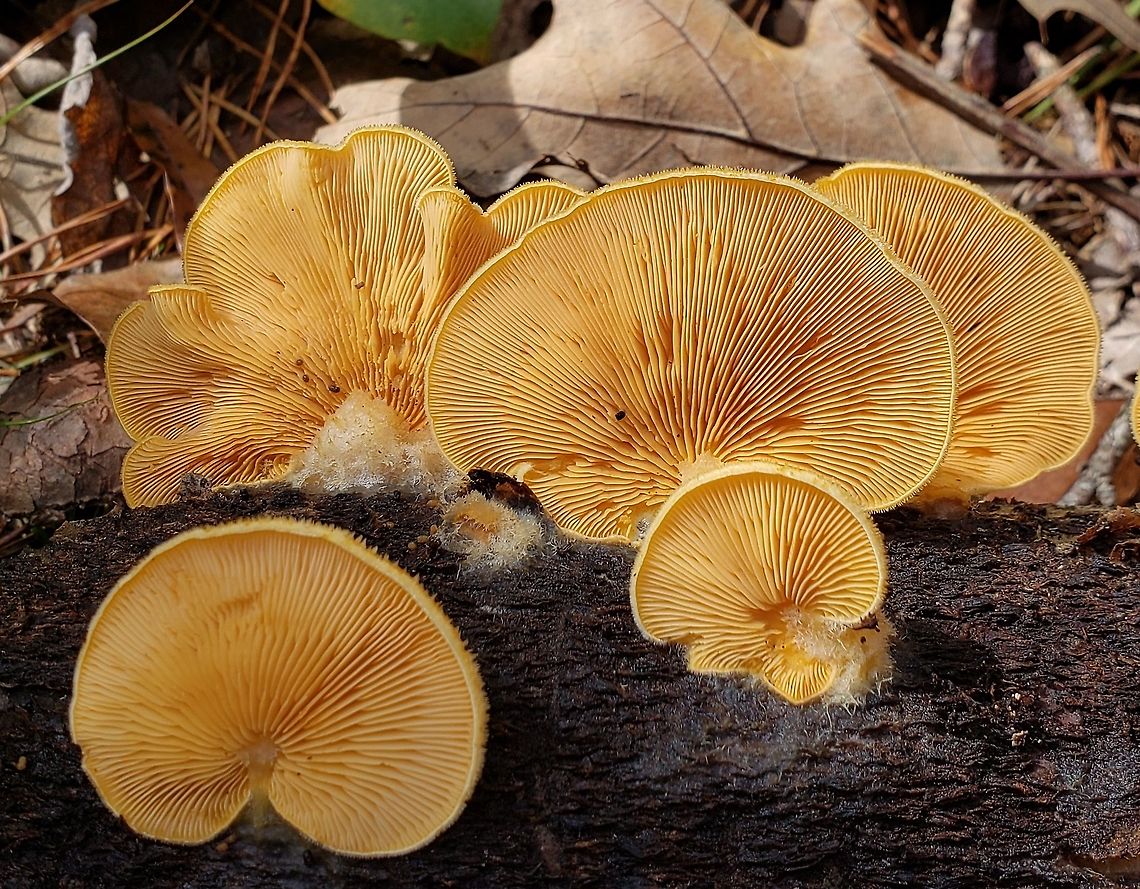 Phyllotopsis nidulans This is a picture of Phyllotopsis nidulans on the North Tract of the Patuxent Research Refuge near Fort Meade, Maryland.<br />
 Fall,Geotagged,Orange oyster,Phyllotopsis nidulans,United States