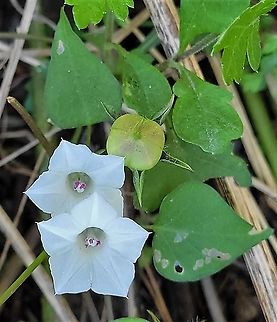 Ipomoea lacunosa This is a picture of Ipomoea lacunosa at the Avalon Area of Patapsco Valley State Park in Arbutus, Maryland. Fall,Geotagged,Ipomoea lacunosa,United States,Whitestar