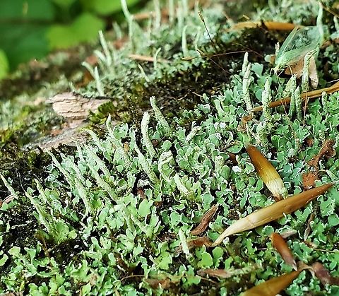 Cladonia ochrochlora This is a picture of Cladonia ochrochlora at the Mckeldin Area of Patapsco Valley State Park in Carroll County, Maryland. Cladonia ochrochlora,Geotagged,Spring,United States