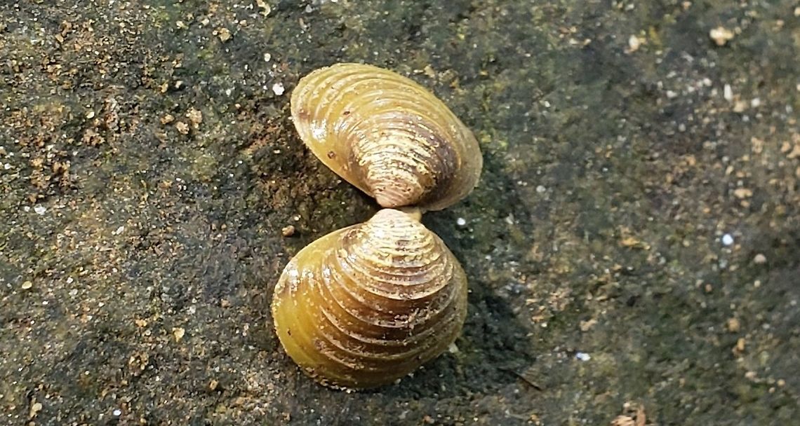 Asian Clam This is a picture of an Asian Clam at the Mckeldin Area of Patapsco Valley State Park in Carroll County, Maryland. Asian Clam,Corbicula fluminea,Geotagged,Summer,United States