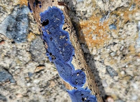 Terana caerulea This is a picture of Terana caerulea at Patapsco Valley State Park in Catonsville, Maryland. Fall,Geotagged,Terana caerulea,United States