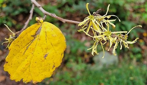 American Witch-Hazel This is a picture of American Witch-Hazel along the River Road Trail at Patapsco Valley State Park in Howard County, Maryland. American witch-hazel,Fall,Geotagged,Hamamelis virginiana,United States