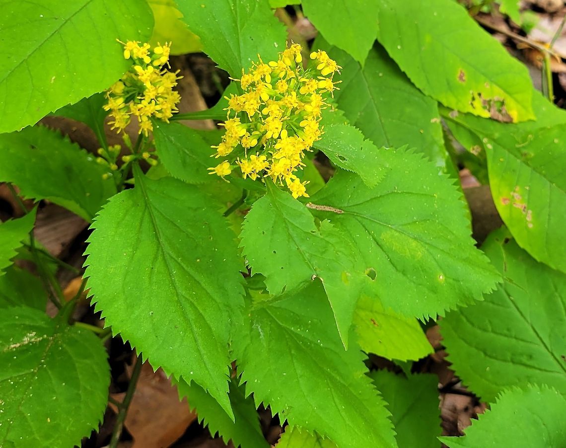 Solidago flexicaulis This is a picture of Solidago flexicaulis along the River Road Trail at Patapsco Valley State Park in Howard County, Maryland. Fall,Geotagged,Solidago flexicaulis,United States