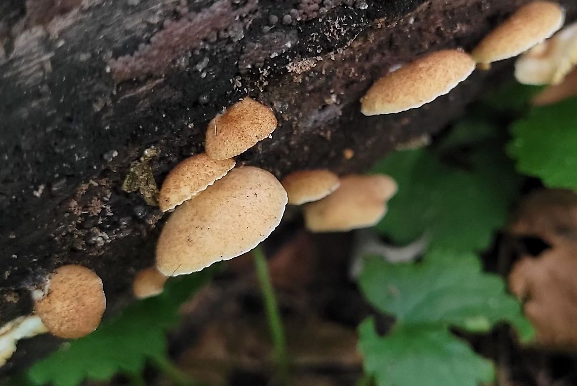 Crepidotus crocophyllus This is a picture of Crepidotus crocophyllus along the Grist Mill Trail at Patapsco Valley State Park in Catonsville, Maryland. Crepidotus crocophyllus,Geotagged,Summer,United States
