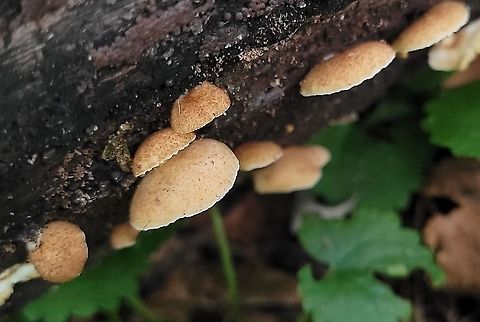 Crepidotus crocophyllus This is a picture of Crepidotus crocophyllus along the Grist Mill Trail at Patapsco Valley State Park in Catonsville, Maryland. Crepidotus crocophyllus,Geotagged,Summer,United States