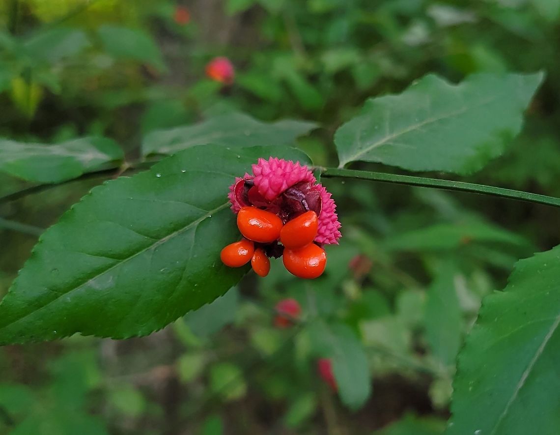 Euonymus americanus This is a picture of Euonymus americanus at the Governor Bridge Natural Area in Bowie, Maryland. Euonymus americanus,Fall,Geotagged,Hearts-A-Bustin',United States