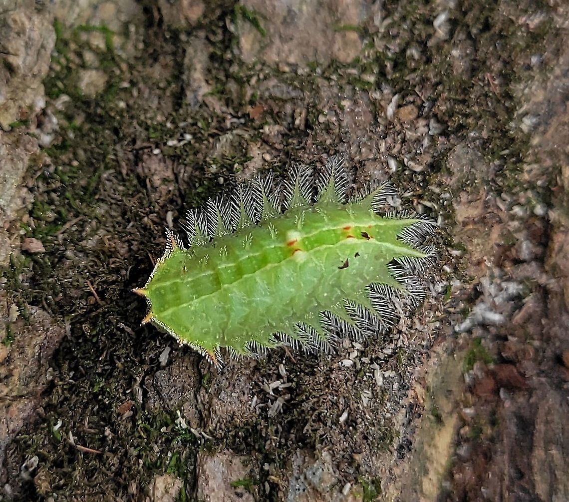 Isa textula This is a picture of a Isa textula at Patapsco Valley State Park in Catonsville, Maryland. Crowned Slug Moth,Fall,Geotagged,Isa textula,United States