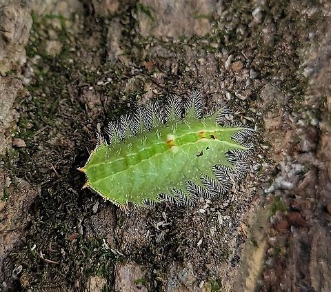 Isa textula This is a picture of a Isa textula at Patapsco Valley State Park in Catonsville, Maryland. Crowned Slug Moth,Fall,Geotagged,Isa textula,United States