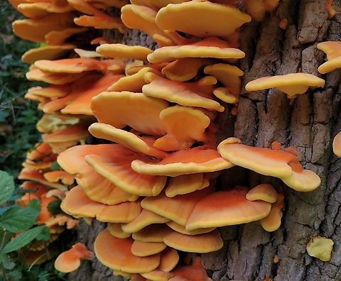Sulphur Shelf This is a picture of Laetiporus sulphureus at Patapsco Valley State Park in Catonsville, Maryland. Chicken of the Woods,Fall,Geotagged,Laetiporus sulphureus,United States