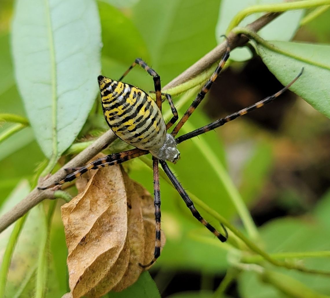 Argiope trifasciata This is a picture of Argiope trifasciata at Patapsco Valley State Park in Howard County, Maryland. Argiope trifasciata,Banded Garden Spider,Fall,Geotagged,United States