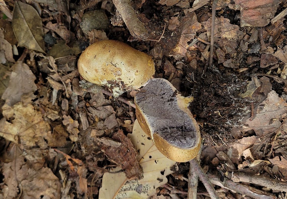 Onion Earthball This is a picture of an onion earthball at Downs Park in Pasadena, Maryland. Fall,Geotagged,Onion Earthball,Scleroderma cepa,United States