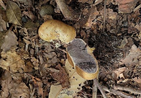 Onion Earthball This is a picture of an onion earthball at Downs Park in Pasadena, Maryland. Fall,Geotagged,Onion Earthball,Scleroderma cepa,United States