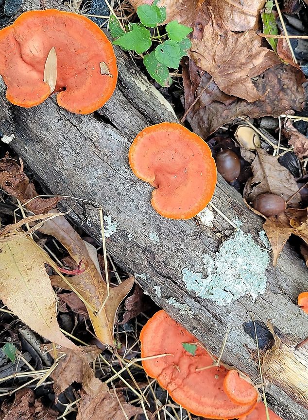 Pycnoporus sanguineus This is a picture of Pycnoporus sanguineus at Downs Park in Pasadena, Maryland. Fall,Geotagged,Pycnoporus sanguineus,United States