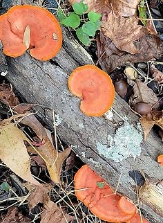 Pycnoporus sanguineus This is a picture of Pycnoporus sanguineus at Downs Park in Pasadena, Maryland. Fall,Geotagged,Pycnoporus sanguineus,United States