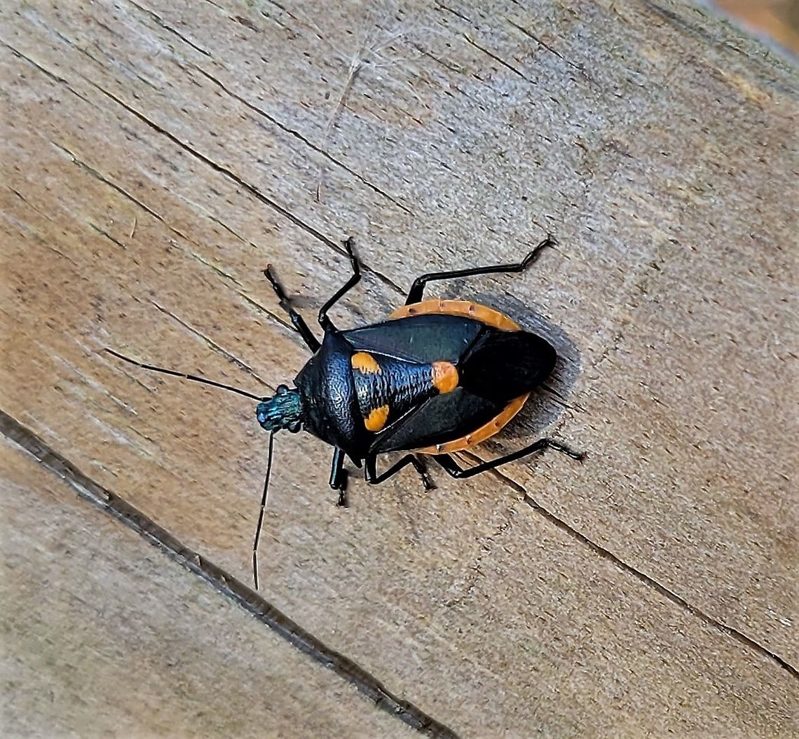 Euthyrhynchus floridanus This is a picture of Euthyrhynchus floridanus at Terrapin Nature Park on Kent Island in Queen Anne's County, Maryland.<br />
 Euthyrhynchus floridanus,Fall,Florida Predatory Stink Bug,Geotagged,United States
