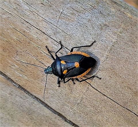 Euthyrhynchus floridanus This is a picture of Euthyrhynchus floridanus at Terrapin Nature Park on Kent Island in Queen Anne's County, Maryland.
 Euthyrhynchus floridanus,Fall,Florida Predatory Stink Bug,Geotagged,United States