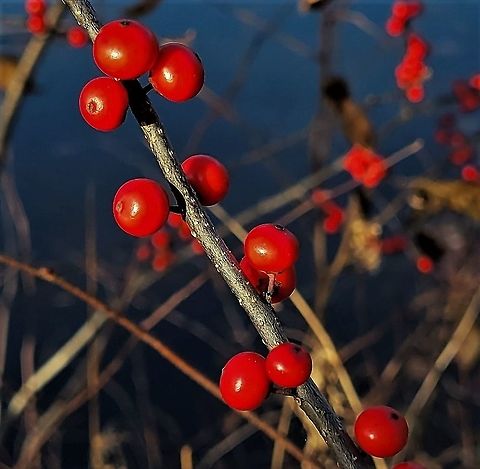 Winterberries This is a picture of some Winterberries on the North Tract of the Patuxent Research Refuge near Laurel, Maryland. Fall,Geotagged,Ilex verticillata,United States