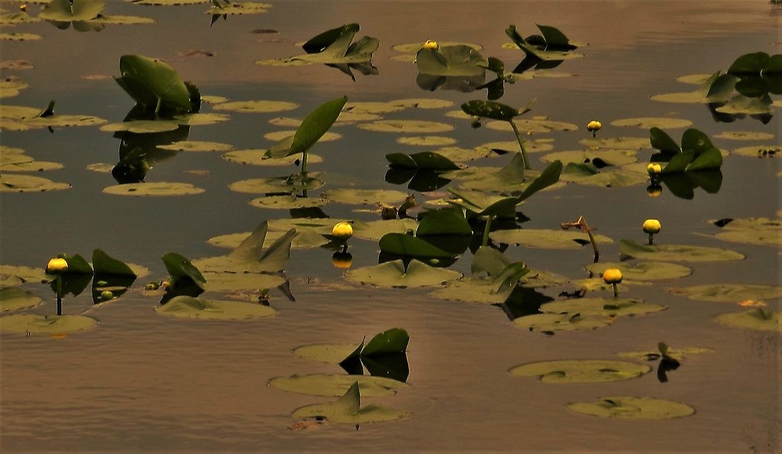 Spatterdock At Lake Redington This is a picture of some spatterdock plants at Lake Redington on the South Tract of the Patuxent Research Refuge near Laurel, Maryland. Geotagged,Nuphar advena,Spatterdock,Spring,United States