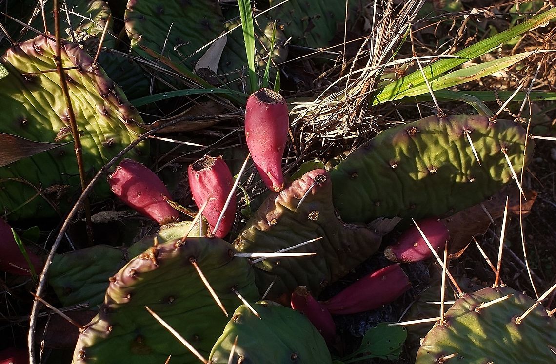 Prickly Pear Fruit This is a picture of Opuntia cespitosa on the North Tract of the Patuxent Research Refuge near Fort Meade, Maryland.<br />
 Eastern Prickly Pear,Fall,Geotagged,Opuntia cespitosa,United States