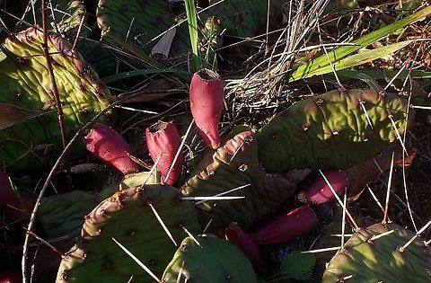 Prickly Pear Fruit This is a picture of Opuntia cespitosa on the North Tract of the Patuxent Research Refuge near Fort Meade, Maryland.
 Eastern Prickly Pear,Fall,Geotagged,Opuntia cespitosa,United States