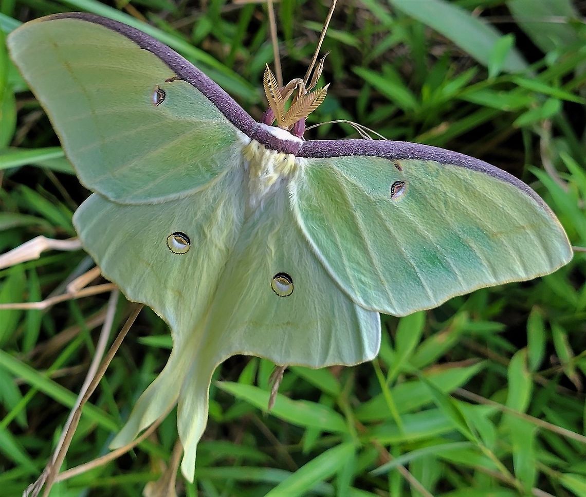 Luna Moth This is a picture of a Luna Moth on the South Tract of the Patuxent Research Refuge near Laurel, Maryland. Actias luna,Geotagged,Luna Moth,Summer,United States