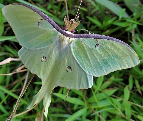Luna Moth This is a picture of a Luna Moth on the South Tract of the Patuxent Research Refuge near Laurel, Maryland. Actias luna,Geotagged,Luna Moth,Summer,United States