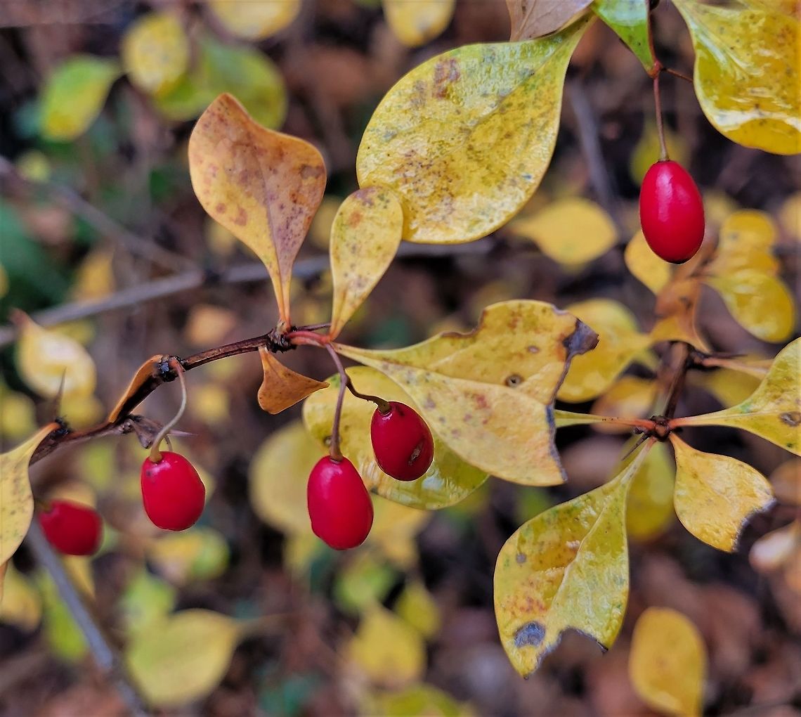 Japanese Barberry At Orange Grove This is a picture of Japanese Barberry along the Cascade Falls Trail at the Orange Grove Area of Patapsco Valley State Park in Howard County, Maryland. Berberis thunbergii,Fall,Geotagged,Japanese barberry,United States