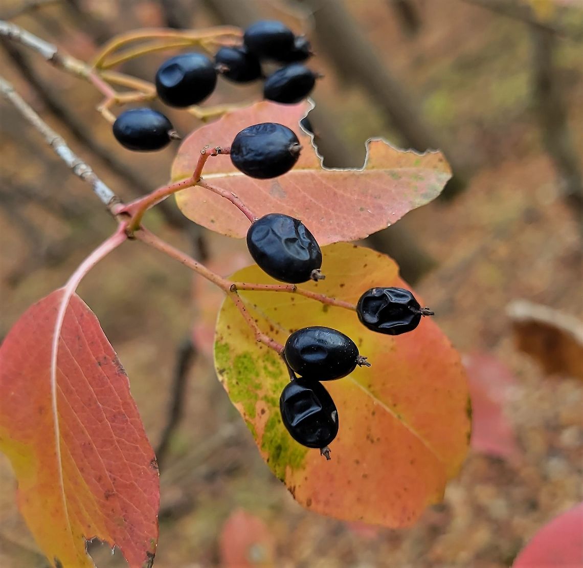 Blackhaw Berries At Glen Artney This is a picture of Blackhaw Berries at the Glen Artney Area of Patapsco Valley State Park in Catonsville, Maryland. Blackhaw,Fall,Geotagged,United States,Viburnum prunifolium