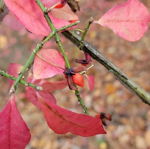 Winged Euonymus This is a picture of Euonymus Alatus at the Glen Artney Area of Patapsco Valley State Park in Catonsville, Maryland. Euonymus alatus,Fall,Geotagged,United States,Winged Euonymus