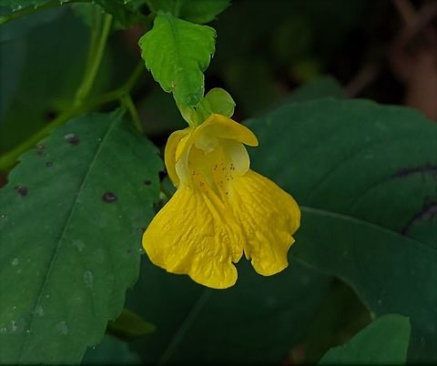 Yellow Jewelweed This is a picture of Yellow Jewelweed along Glen Artney Road at the Glen Artney Area of Patapsco Valley State Park in Catonsville, Maryland. Fall,Geotagged,Impatiens pallida,Pale jewelweed,United States