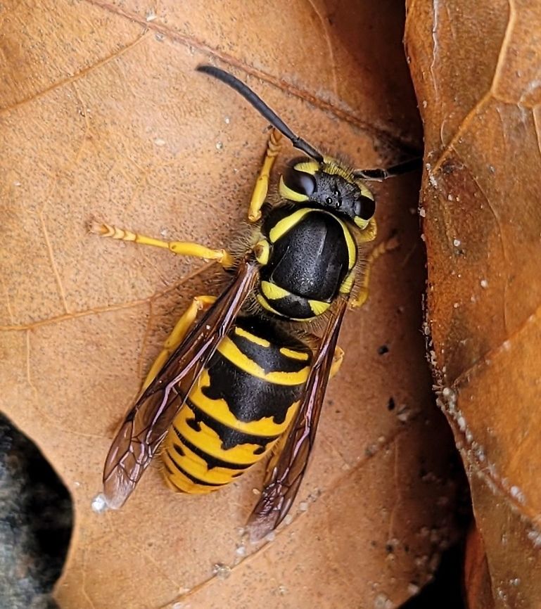 Eastern Yellow Jacket This is a picture of an Eastern Yellow Jacket at Patapsco Valley State Park in Howard County, Maryland. Eastern yel,Fall,Geotagged,United States,Vespula maculifrons
