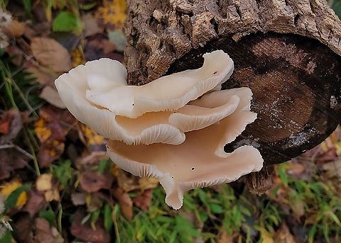 Oyster mushroom