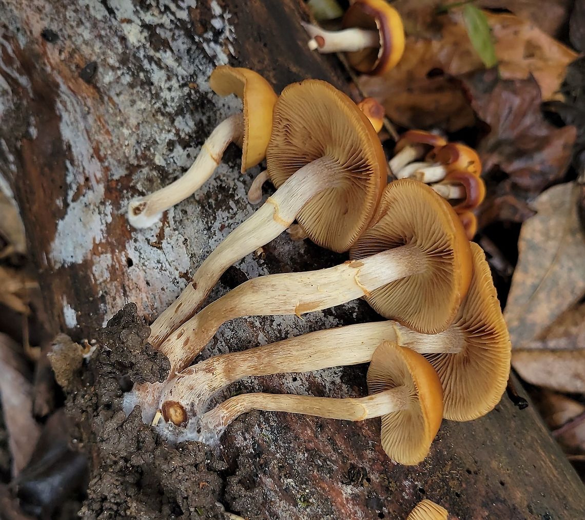 Deadly Galerina At Orange Grove This is a picture of Deadly Galerina Mushrooms at the Orange Grove Area of Patapsco Valley State Park in Howard County, Maryland. Fall,Funeral Bells,Galerina marginata,Geotagged,United States
