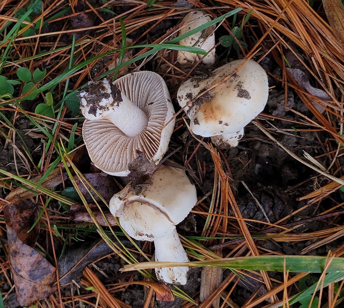 Poison Pie This is a picture of Hebeloma crustuliniforme at the Avalon Area of Patapsco Valley State Park in Howard County, Maryland. Fall,Geotagged,Hebeloma crustuliniforme,Poison pie,United States