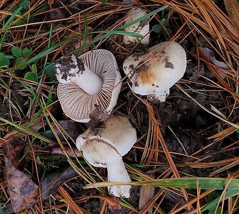 Poison Pie This is a picture of Hebeloma crustuliniforme at the Avalon Area of Patapsco Valley State Park in Howard County, Maryland. Fall,Geotagged,Hebeloma crustuliniforme,Poison pie,United States