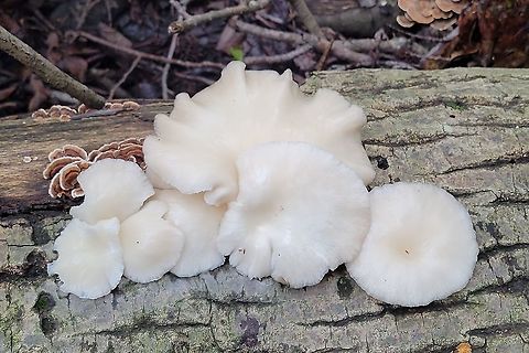 Pleurotus pulmonarius This is a picture of Pleurotus pulmonarius at North Point State Park in Edgemere, Maryland. Geotagged,Lung Oyster,Pleurotus pulmonarius,Summer,United States