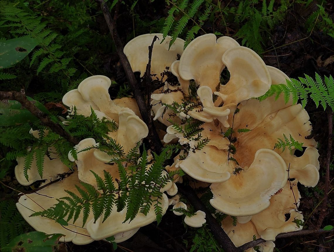 Berkeley's Polypore This is a picture of Berkeley&#039;s Polypore at North Point State Park in Edgemere, Maryland. Berkeley's Polypore,Bondarzewia berkeleyi,Geotagged,Summer,United States