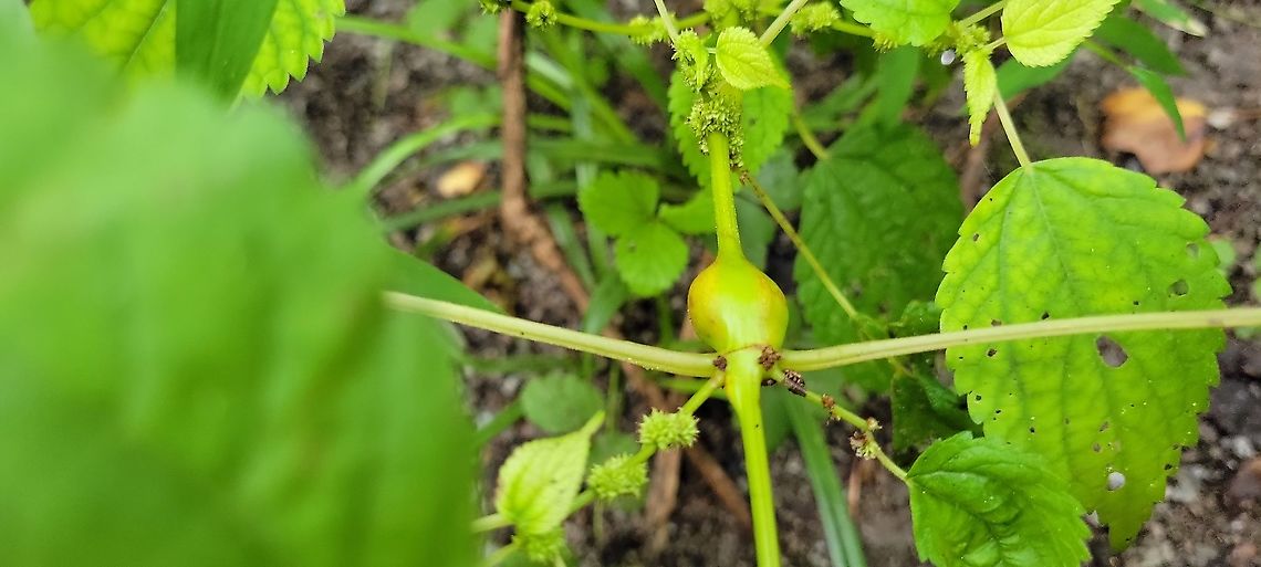 Neolasioptera boehmeriae This is a picture of Neolasioptera boehmeriae at North Point State Park in Edgemere, Maryland. Geotagged,Neolasioptera boehmeriae,Summer,United States