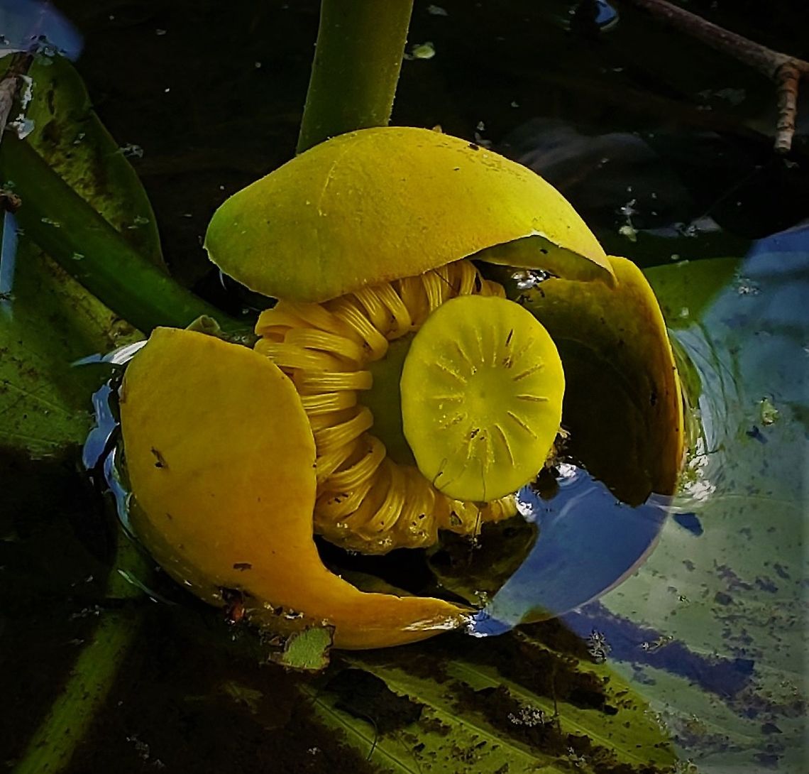 Spatterdock At Governor Bridge This is a picture of a spatterdock in one of the ponds at the Governor Bridge Natural Area in Bowie, Maryland. Geotagged,Nuphar advena,Spatterdock,Spring,United States