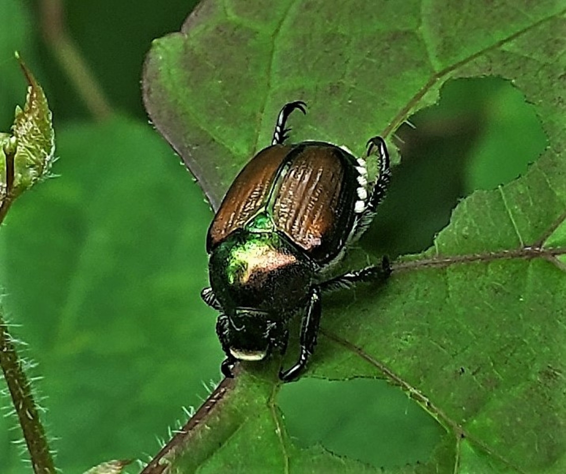 Japanese Beetle This is a picture of a Japanese Beetle at the Glen Artney Area of Patapsco Valley State Park in Catonsville, Maryland. Geotagged,Japanese Beetle,Popillia japonica,Summer,United States