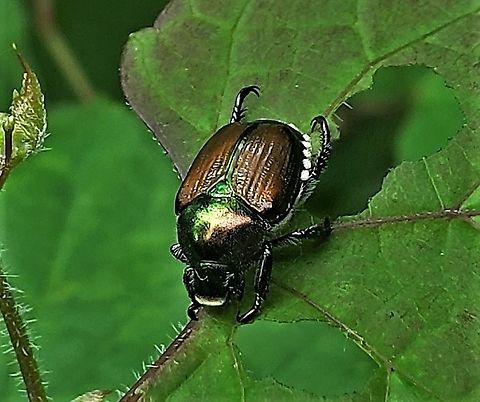 Japanese Beetle This is a picture of a Japanese Beetle at the Glen Artney Area of Patapsco Valley State Park in Catonsville, Maryland. Geotagged,Japanese Beetle,Popillia japonica,Summer,United States