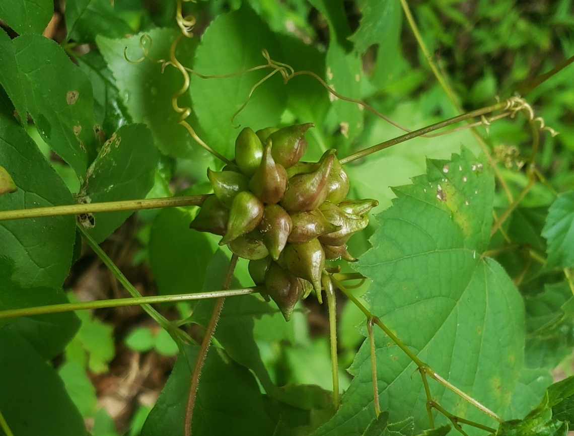 Ampelomyia vitiscoryloides This is a picture of a Ampelomyia vitiscoryloides at the Glen Artney Area of Patapsco Valley State Park in Catonsville, Maryland. Ampelomyia vitiscoryloides,Geotagged,Summer,United States