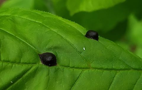 Dasineura pellex This is a picture of Dasineura pellex at the Orange Grove Area of Patapsco Valley State Park in Howard County, Maryland. Ash Bullet Gall Midge,Dasineura pellex,Geotagged,Spring,United States