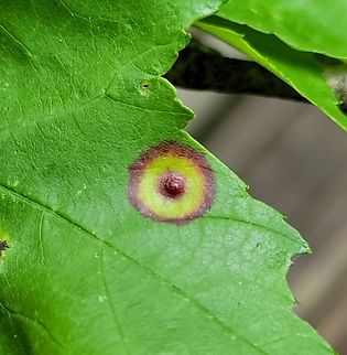 Acericecis ocellaris This is a picture of Acericecis ocellaris on the South Tract of the Patuxent Research Refuge near Laurel, Maryland. Acericecis ocellaris,Geotagged,Ocellate Gall Midge,Spring,United States