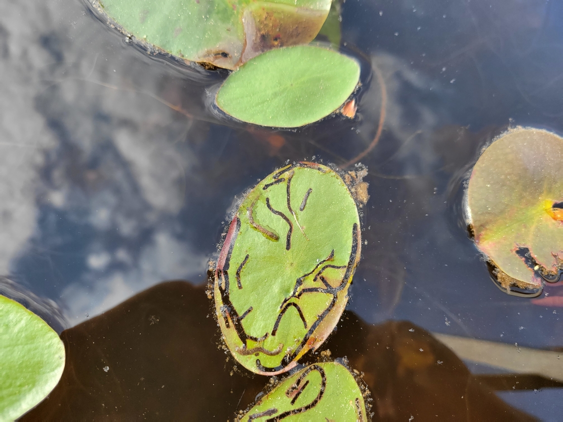 Polypedilum braseniae This is a picture of Polypedilum braseniae on a water shield leaf on the South Tract of the Patuxent Research Refuge near Laurel, Maryland. Geotagged,Polypedilum braseniae,Spring,United States