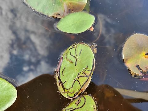 Polypedilum braseniae This is a picture of Polypedilum braseniae on a water shield leaf on the South Tract of the Patuxent Research Refuge near Laurel, Maryland. Geotagged,Polypedilum braseniae,Spring,United States